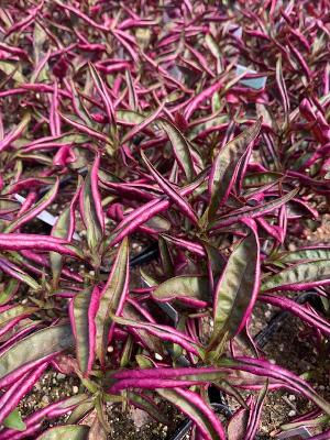 Burgundy Thread Alternanthera