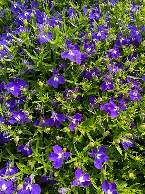 Lobelia