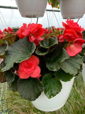 Solenia Dark Pink