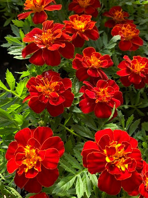 Durango Red