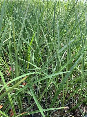 Green Spike