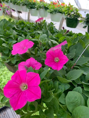 Pink Wave