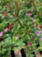 Combo Planter B