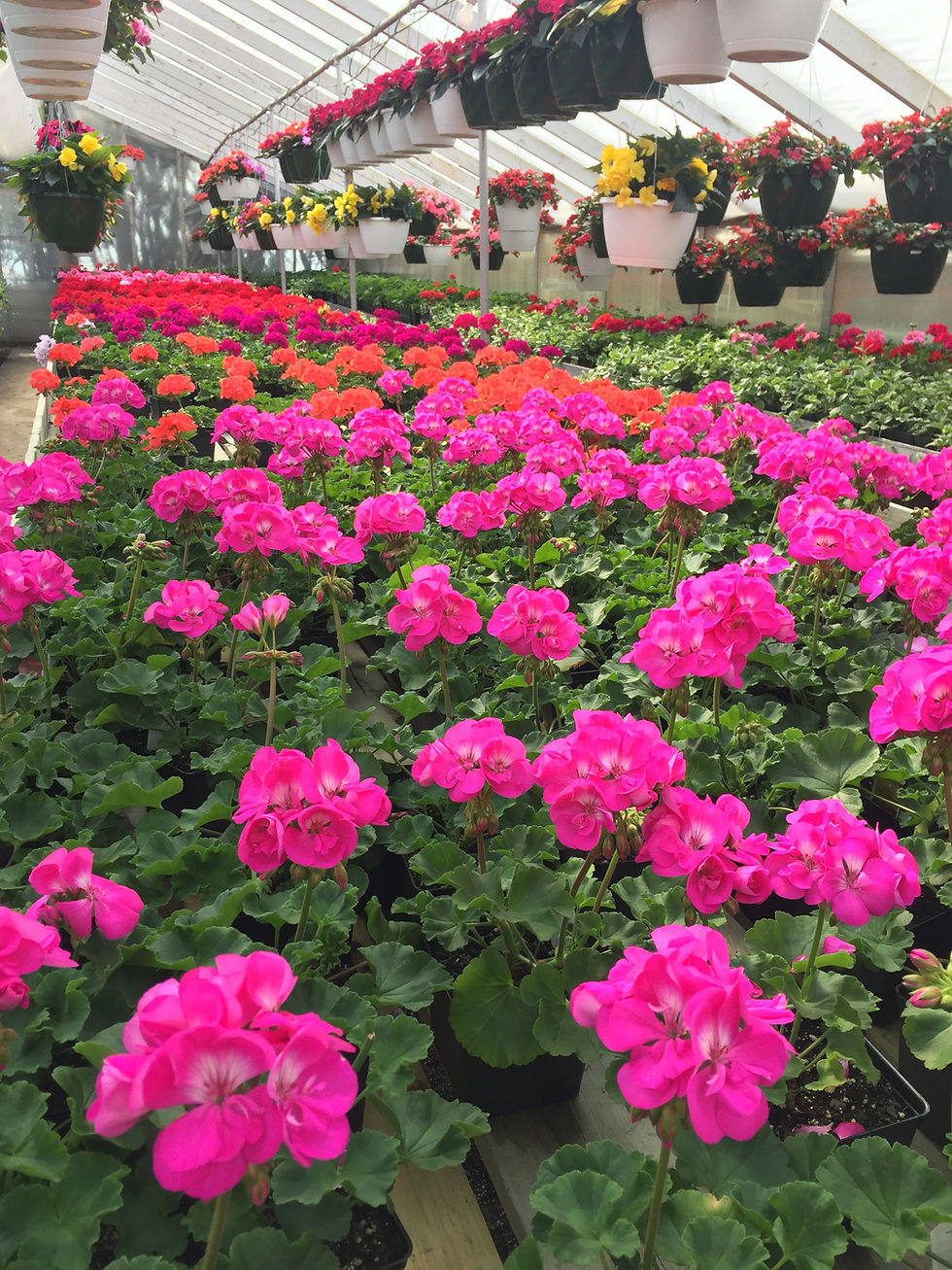 Geraniums 2