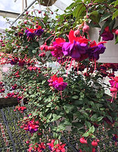 Fuchsia