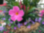 Mandevilla Basket
