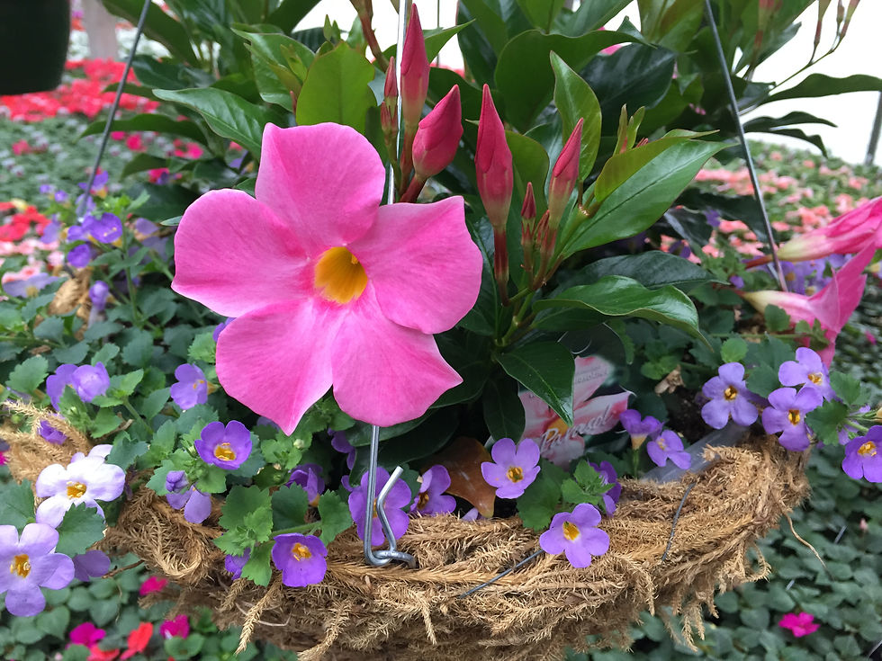 Lindsley's Greenhouse Green Bay Wisconsin garden plants and products