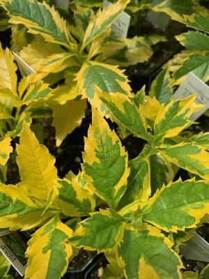 Duranta