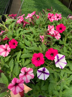 Violet Star, Pink Star, Sangria