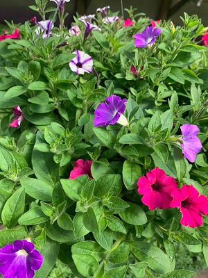 Sangria, Violet Star, Morning Glory