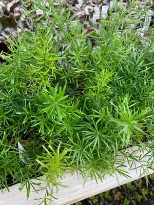 Asparagus Sprengerii
