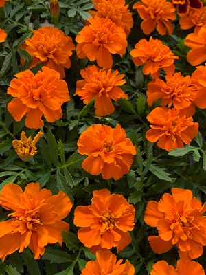 Bonanza Orange