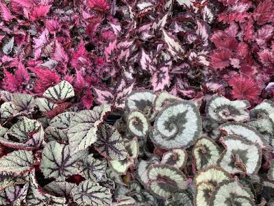Rex Begonias