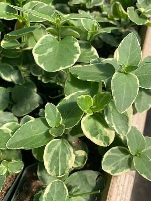 Vinca vine regular