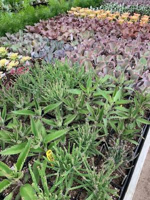 Kalanchoe (Mother of Millions)