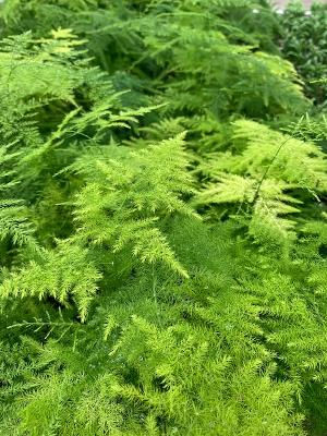 Asparagus Plumosa