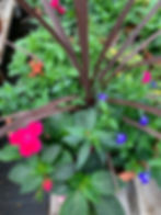 Combo Planter O
