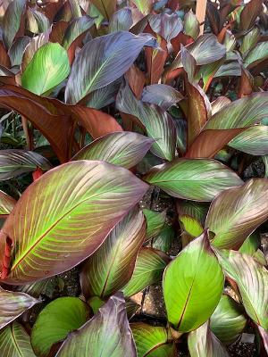 Red Banana