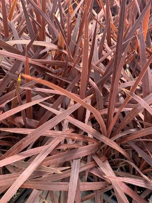 Red Cordyline