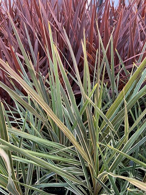 White Cordyline
