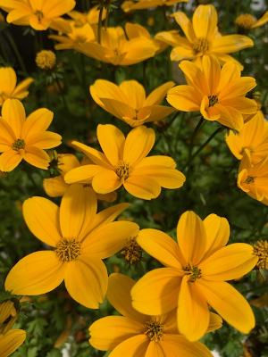 Bidens