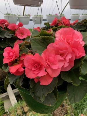 Solenia Light Pink