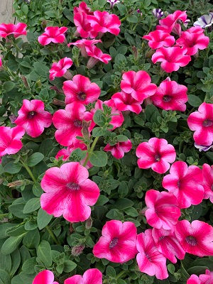 Star Rose