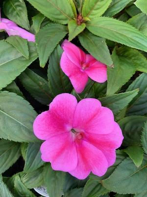 Bounce Pink Flame