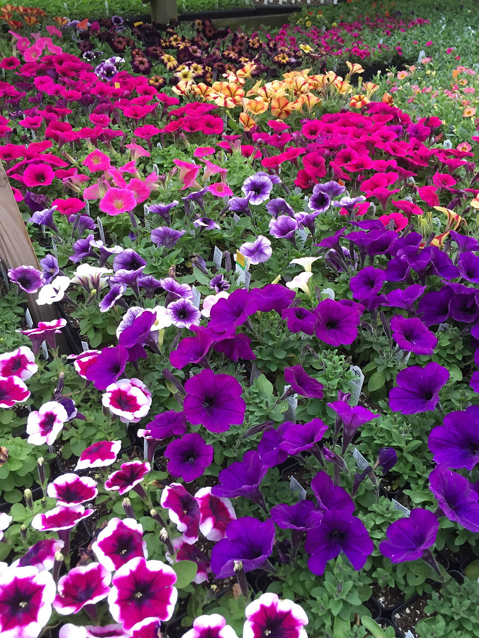 Petunias galore