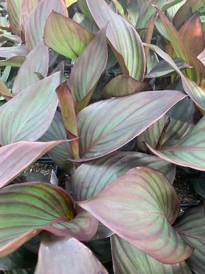 Canna Bronze Red