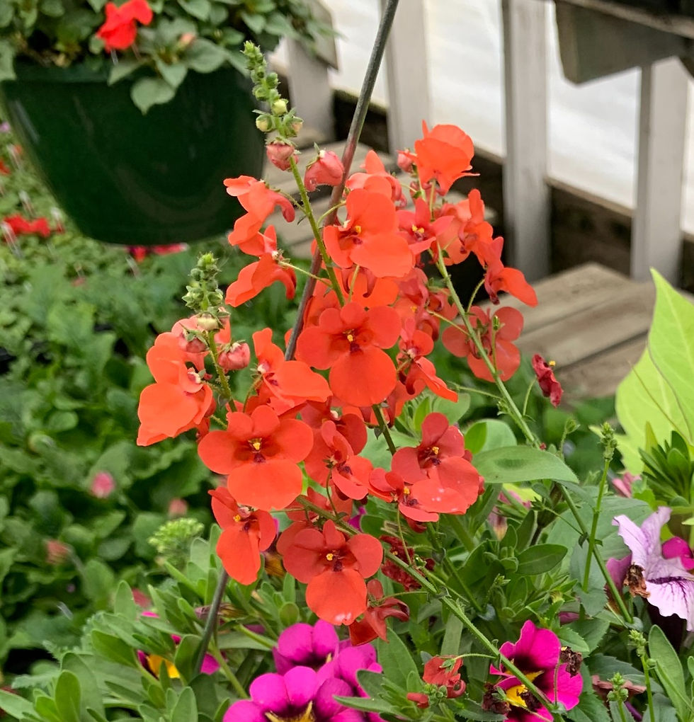 Diascia