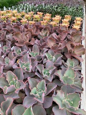 Echevaria