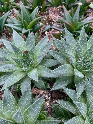 Aloe