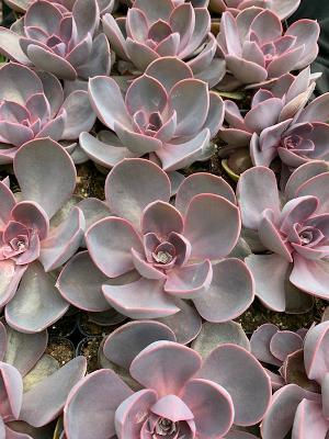Purple Perle