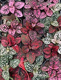Polka Dot Plant.jpe