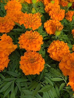 Orange Marvel