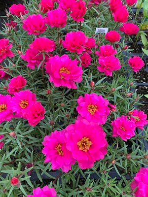Sundial Fuchsia