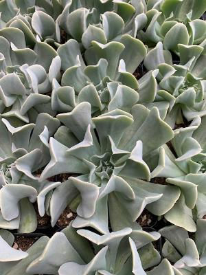 Topsy Turvy