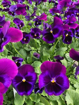 Neon Violet