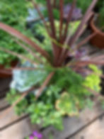 Succulent Planter