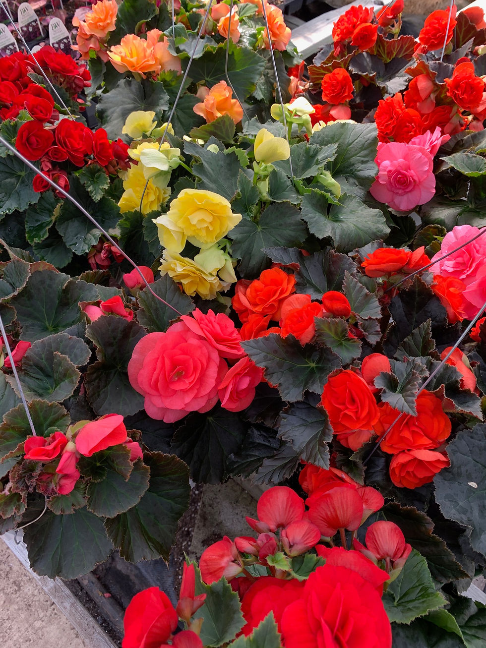 Rieger Begonias