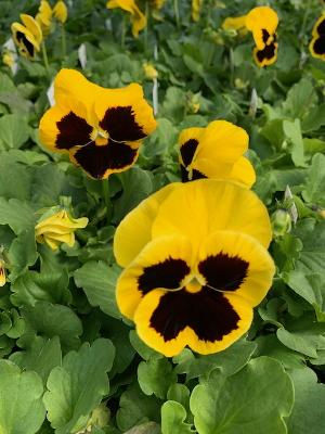 Yellow Blotch