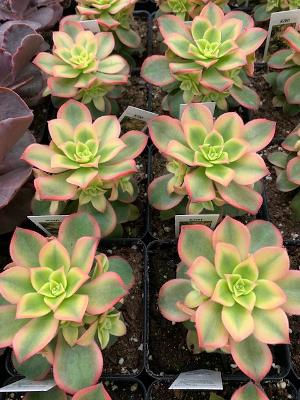 Aeonium