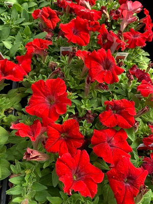 Tritunia Red