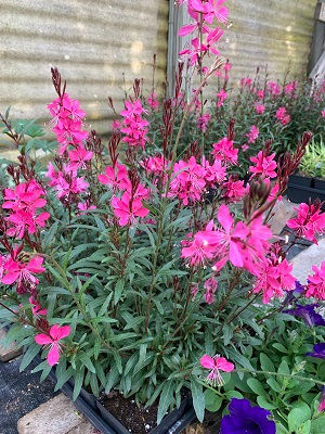 Guara Dark Pink
