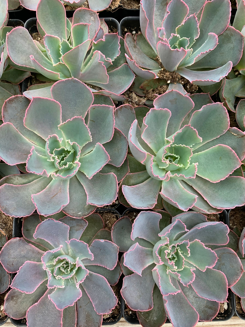 Neon