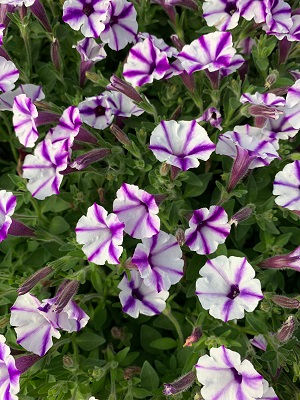 Violet Star