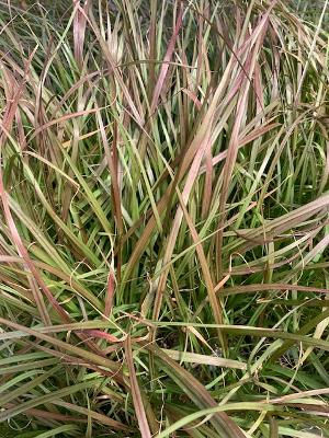 Purple Fountain Grass