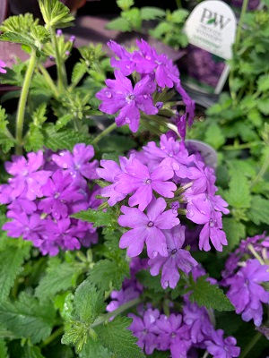PW Verbena