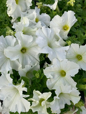 Dreams White